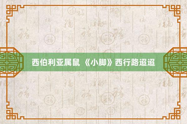 西伯利亚属鼠 《小脚》西行路迢迢