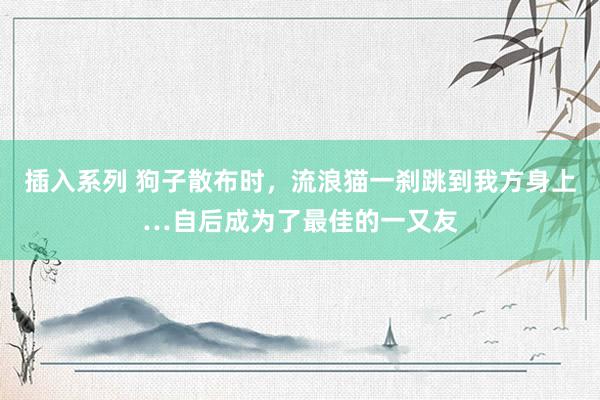 插入系列 狗子散布时，流浪猫一刹跳到我方身上…自后成为了最佳的一又友